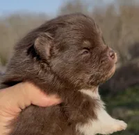 AKC Copper, a male Pomeranian for sale in Spokane, MO – Photo 3 of 8