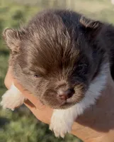 AKC Copper, a male Pomeranian for sale in Spokane, MO – Photo 2 of 8