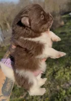 AKC Copper, a male Pomeranian for sale in Spokane, MO – Photo 4 of 8