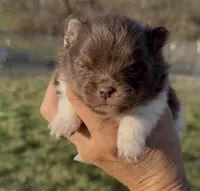 AKC Copper, a male Pomeranian for sale in Spokane, MO – Photo 7 of 8