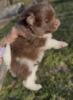 AKC Copper, a male Pomeranian for sale in Spokane, MO – Photo 5 of 8