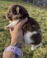 AKC Copper, a male Pomeranian for sale in Spokane, MO – Photo 8 of 8