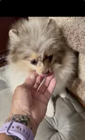 AKC Daisy, a female Pomeranian for sale in Spokane, MO – 8 of 10