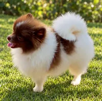 AKC Lilly, a female Pomeranian for sale in Spokane, MO – 10 of 10