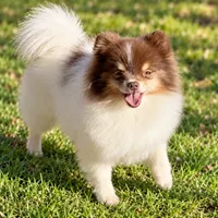 AKC Urchin, a male Pomeranian for sale in Spokane, MO – 6 of 10
