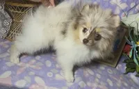 AKC Daisy, a female Pomeranian for sale in Spokane, MO – 5 of 10
