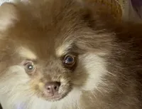 AKC Poppy, a female Pomeranian for sale in Spokane, MO – 5 of 10