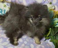AKC Willow, a female Pomeranian for sale in Spokane, MO – 6 of 9