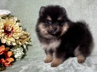 AKC Ezzie, a female Pomeranian for sale in Spokane, MO – Photo 3 of 10