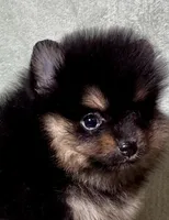 AKC Ezzie, a female Pomeranian for sale in Spokane, MO – Photo 8 of 10
