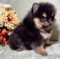 AKC Ezzie, a female Pomeranian for sale in Spokane, MO – Photo 2 of 10
