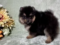 AKC Ezzie, a female Pomeranian for sale in Spokane, MO – Photo 10 of 10
