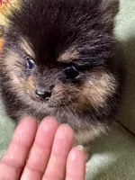 AKC Ezzie, a female Pomeranian for sale in Spokane, MO – Photo 6 of 10