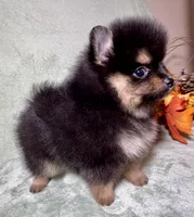 AKC Ezzie, a female Pomeranian for sale in Spokane, MO – Photo 9 of 10