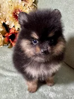 AKC Ezzie, a female Pomeranian for sale in Spokane, MO – Photo 4 of 10