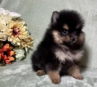 AKC Ezzie, a female Pomeranian for sale in Spokane, MO – Photo 7 of 10
