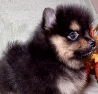 AKC Ezzie, a female Pomeranian for sale in Spokane, MO – Photo 5 of 10