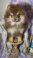 AKC Poppy, a female Pomeranian for sale in Spokane, MO – 9 of 10