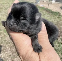 AKC Baron, a male Pomeranian for sale in Spokane, MO – Photo 2 of 8