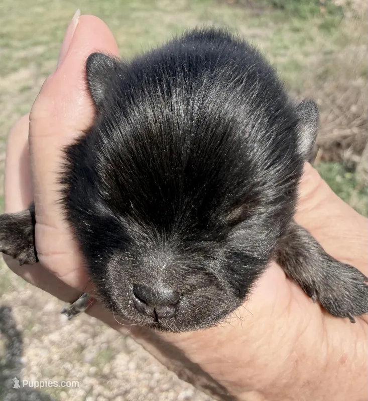 AKC Baron – Pomeranian puppy for sale in Spokane, MO