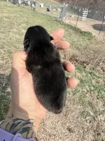 AKC Baron, a male Pomeranian for sale in Spokane, MO – Photo 8 of 8