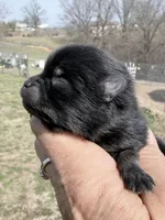 AKC Baron, a male Pomeranian for sale in Spokane, MO – Photo 3 of 8