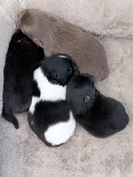 AKC Baron, a male Pomeranian for sale in Spokane, MO – Photo 5 of 8