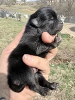 AKC Baron, a male Pomeranian for sale in Spokane, MO – Photo 7 of 8