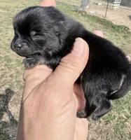 AKC Baron, a male Pomeranian for sale in Spokane, MO – Photo 4 of 8