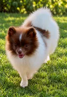 AKC Lilly, a female Pomeranian for sale in Spokane, MO – 3 of 10