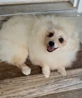 AKC Luce, a male Pomeranian for sale in Spokane, MO – 2 of 10
