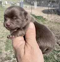 AKC Booker, a male Pomeranian for sale in Spokane, MO – Photo 2 of 8
