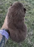 AKC Booker, a male Pomeranian for sale in Spokane, MO – Photo 4 of 8