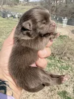 AKC Booker, a male Pomeranian for sale in Spokane, MO – Photo 3 of 8