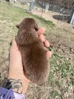 AKC Booker, a male Pomeranian for sale in Spokane, MO – Photo 7 of 8