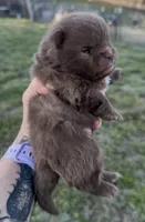 AKC Booker, a male Pomeranian for sale in Spokane, MO – Photo 7 of 8