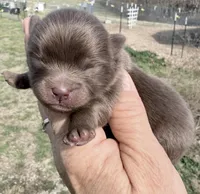 AKC Booker, a male Pomeranian for sale in Spokane, MO – Photo 1 of 8