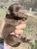 AKC Booker, a male Pomeranian for sale in Spokane, MO – Photo 5 of 8