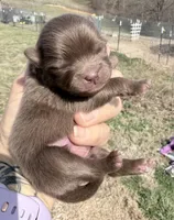 AKC Booker, a male Pomeranian for sale in Spokane, MO – Photo 4 of 8