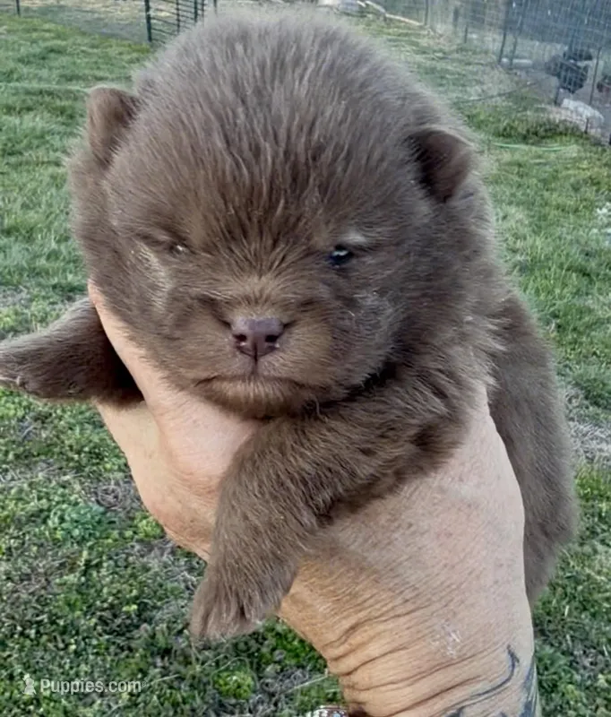 AKC Booker – Pomeranian puppy for sale in Spokane, MO
