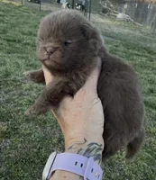 AKC Booker, a male Pomeranian for sale in Spokane, MO – Photo 2 of 8