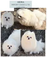 AKC Garth, a male Pomeranian for sale in Spokane, MO – Photo 10 of 10