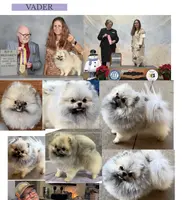 AKC Garth, a male Pomeranian for sale in Spokane, MO – Photo 9 of 10