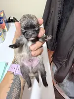 AKC Garth, a male Pomeranian for sale in Spokane, MO – Photo 6 of 10