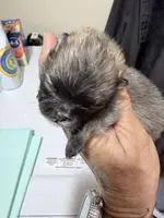 AKC Garth, a male Pomeranian for sale in Spokane, MO – Photo 5 of 10