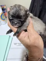 AKC Garth, a male Pomeranian for sale in Spokane, MO – Photo 1 of 10