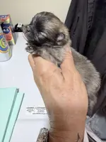 AKC Garth, a male Pomeranian for sale in Spokane, MO – Photo 3 of 10