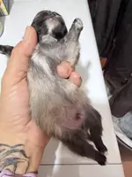 AKC Garth, a male Pomeranian for sale in Spokane, MO – Photo 8 of 10