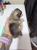 AKC Garth, a male Pomeranian for sale in Spokane, MO – Photo 4 of 10