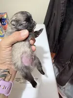 AKC Garth, a male Pomeranian for sale in Spokane, MO – Photo 7 of 10